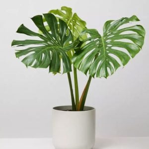 Flamingo Flower