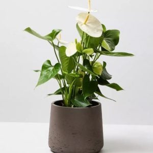 Plant Robusta